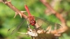 IMG_2742 Sympetrum sanguineum male